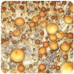Псилоцибиновые (галлюциногенные)  грибы Psilocybin "Golden Teacher" в Льгове