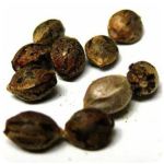 Семена марихуаны АК-47  (Seeds AK-47) в Льгове